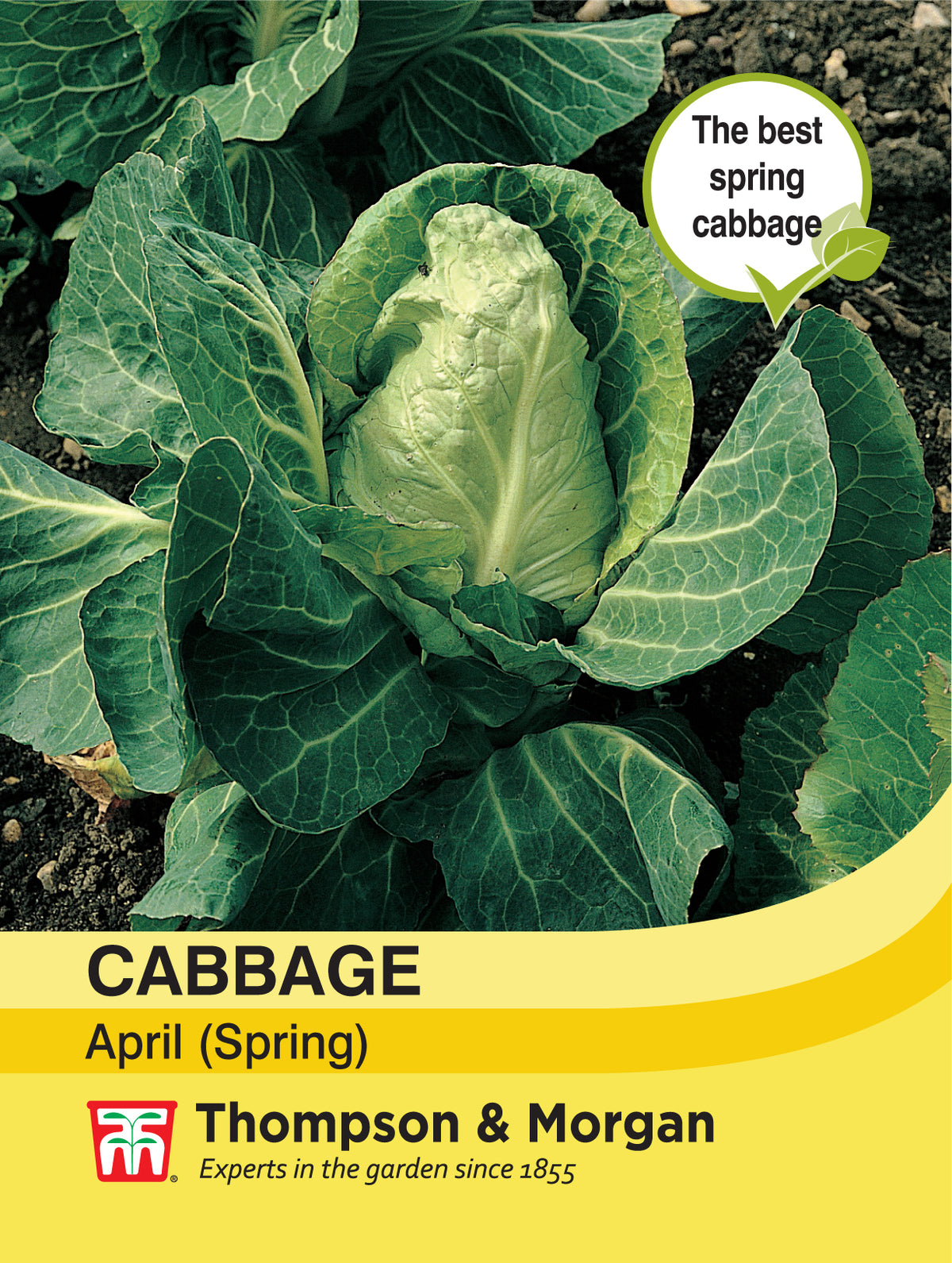 Cabbage (Spring) April- Pack of seeds