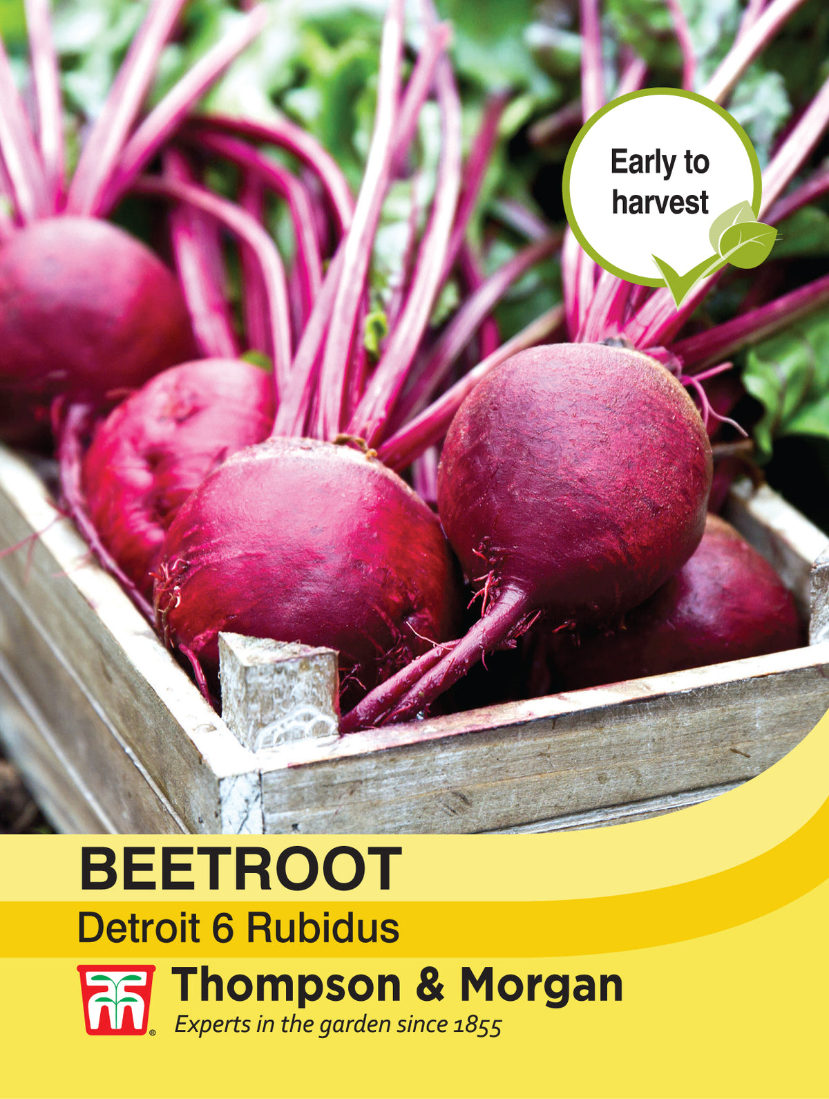 Beetroot Detroit 6 Rubidus- Pack of seeds
