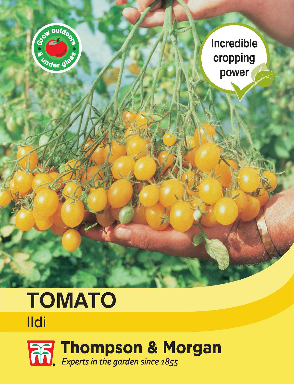Tomato Ildi - Pack of seeds