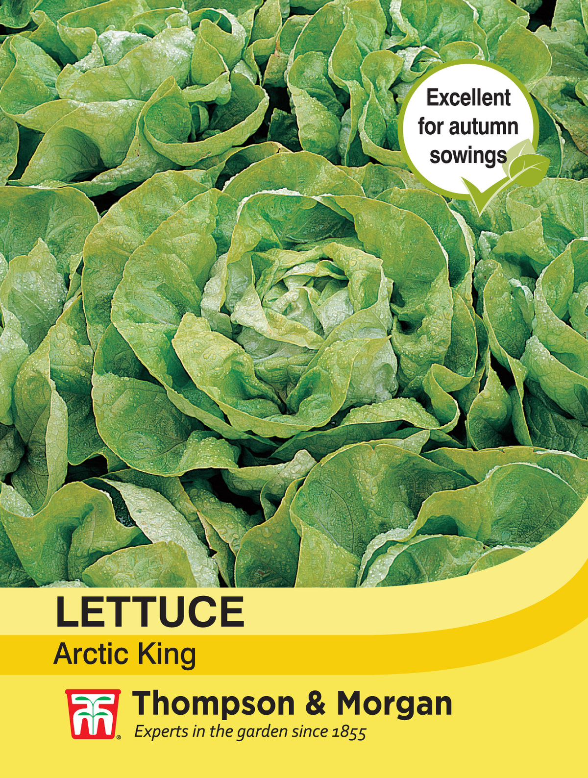 Lettuce Artic King- Pack of seeds