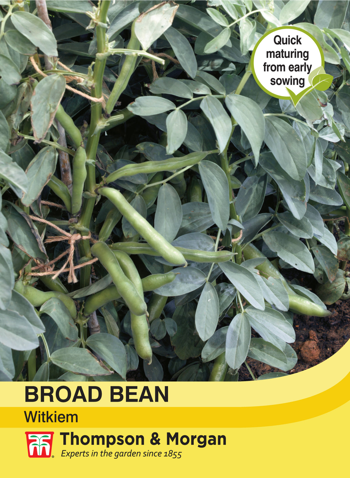 Broad Bean Witkiem- Pack of seeds