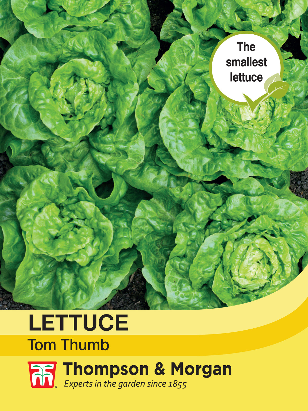 Lettuce Tom Thumb- Pack of seeds