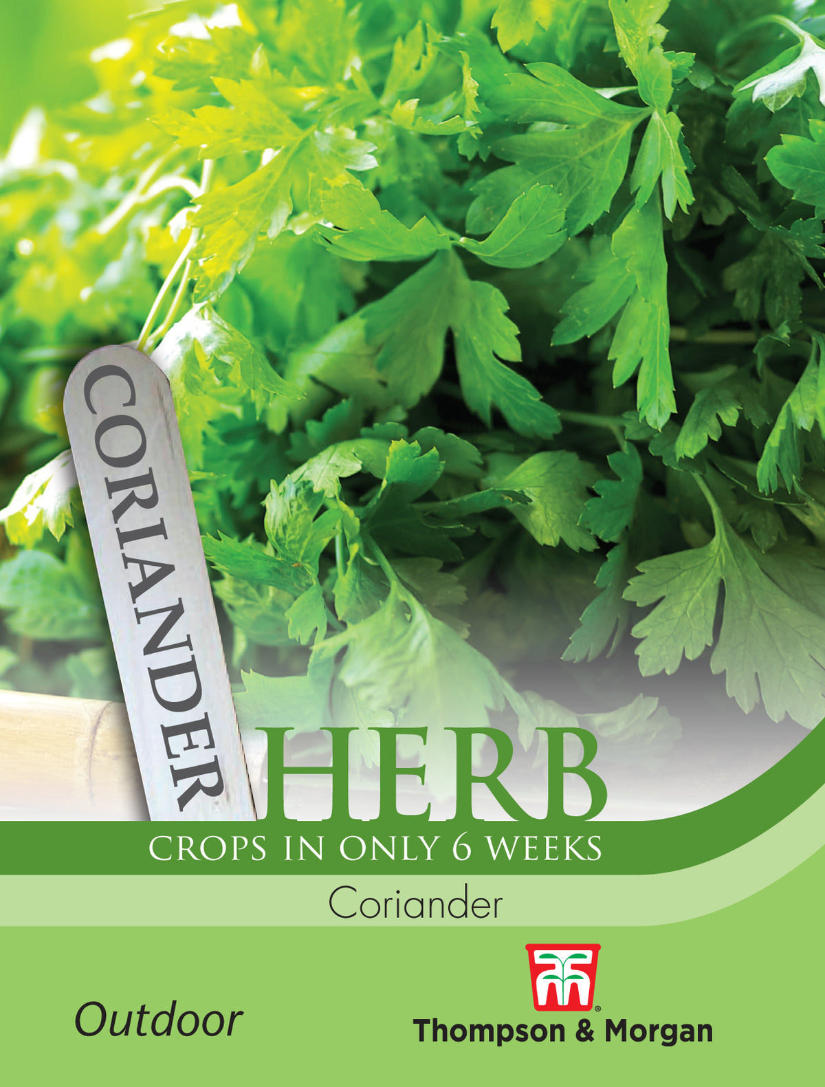 Herb Coriander- Pack of seeds