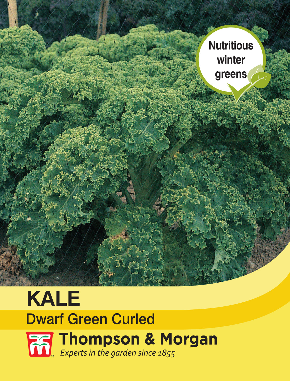 Kale Dwarf Green Curled- Pack of seeds