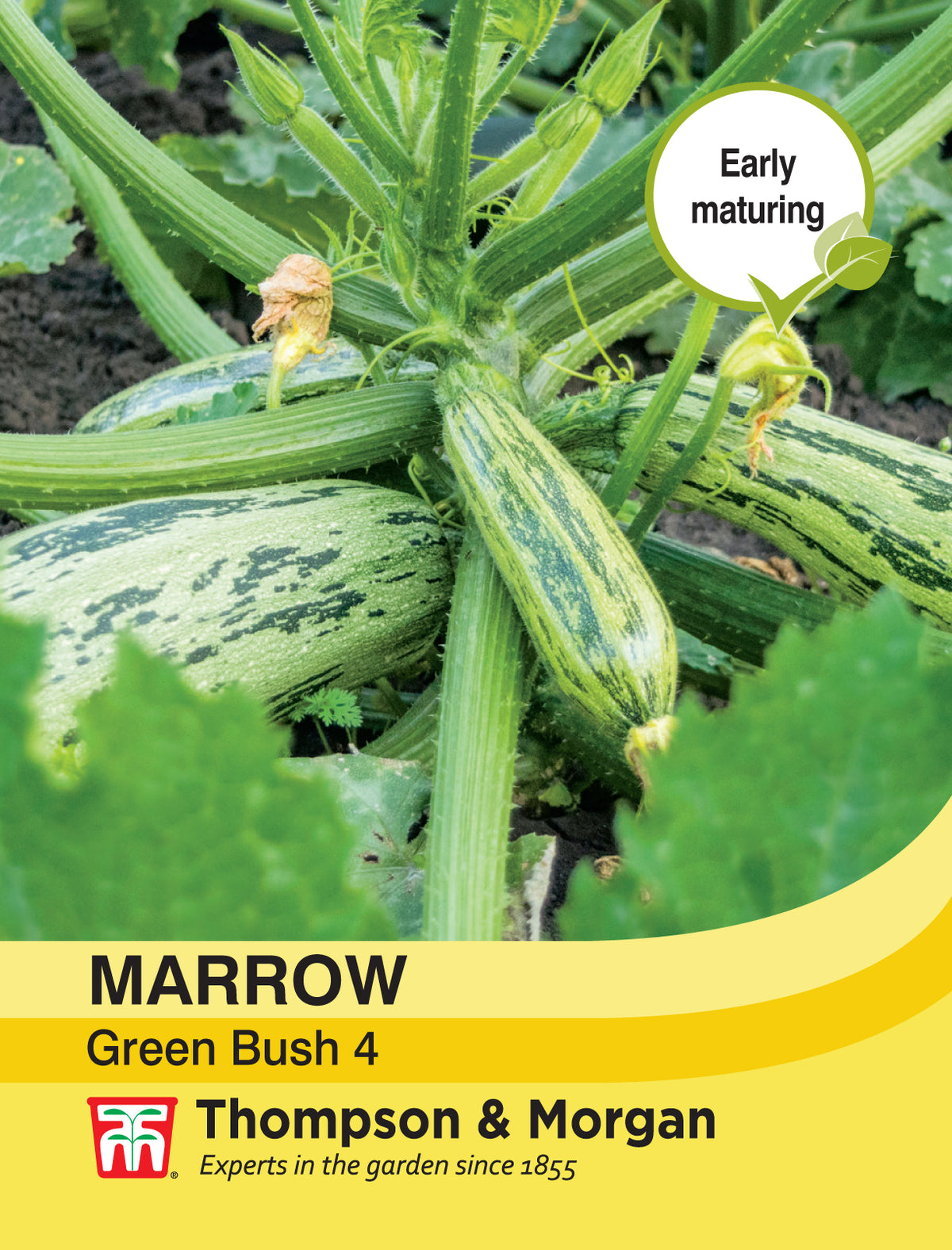 Marrow Green Bush 4- Pack of seeds