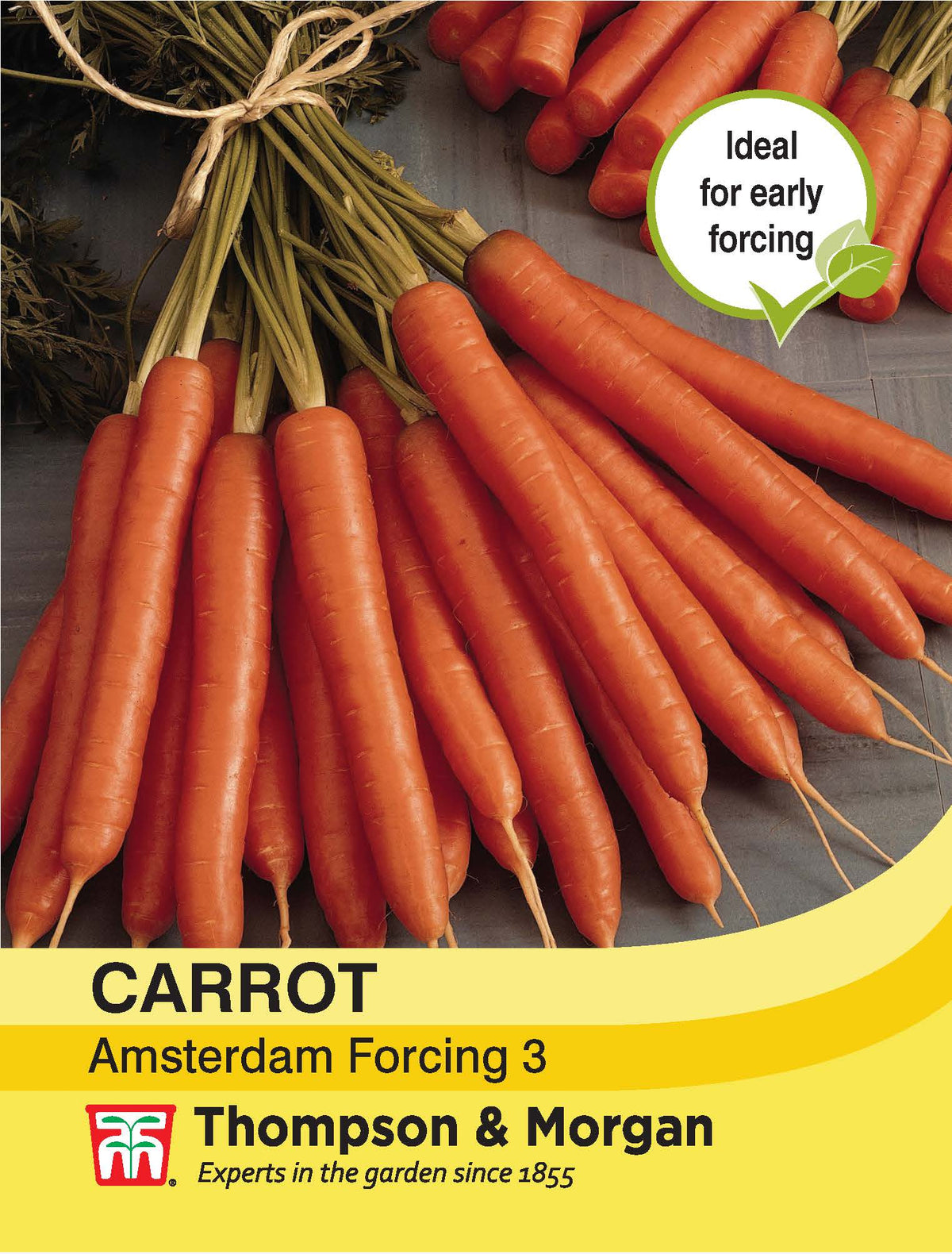 Carrot Amsterdam Forcing 3- Pack of seeds