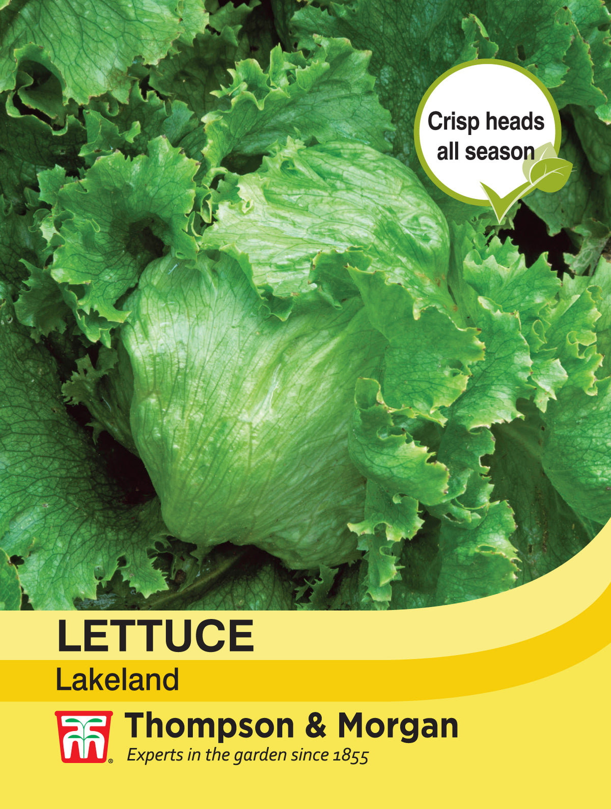 Lettuce Lakeland- Pack of seeds