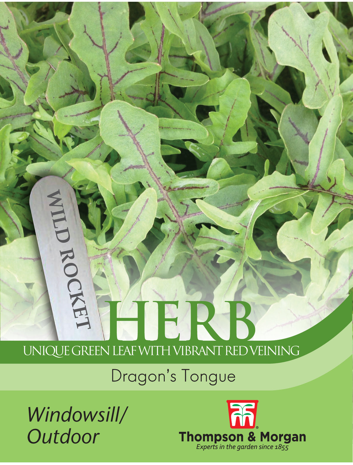 Herb Rocket Dragons Tongue- Pack of seeds
