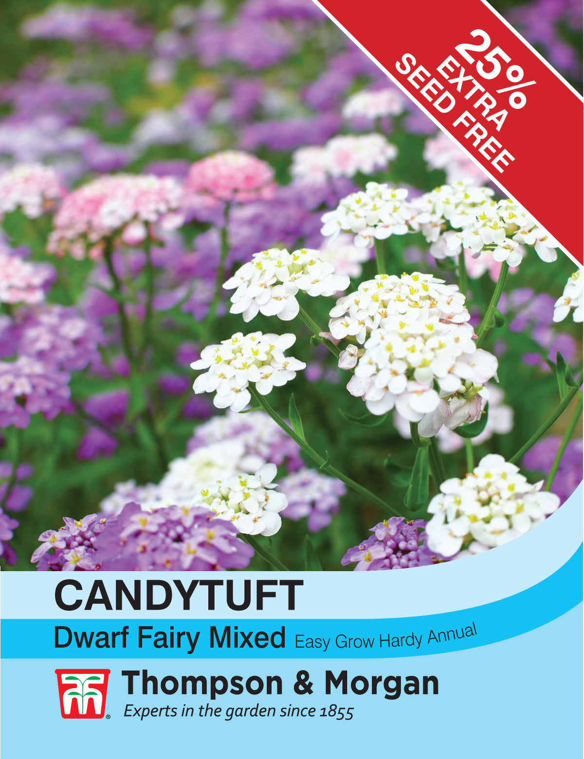 Candytuft Dwarf Fairy Mixed - Pack of seeds