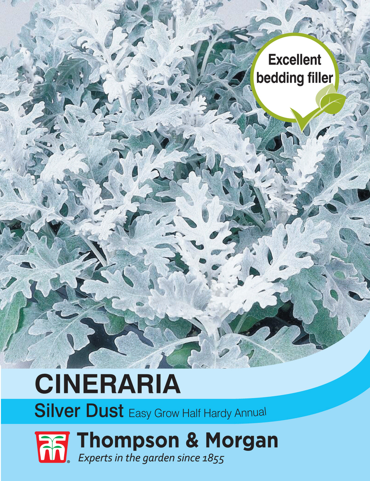 Cineraria Silver Dust- Pack of seeds