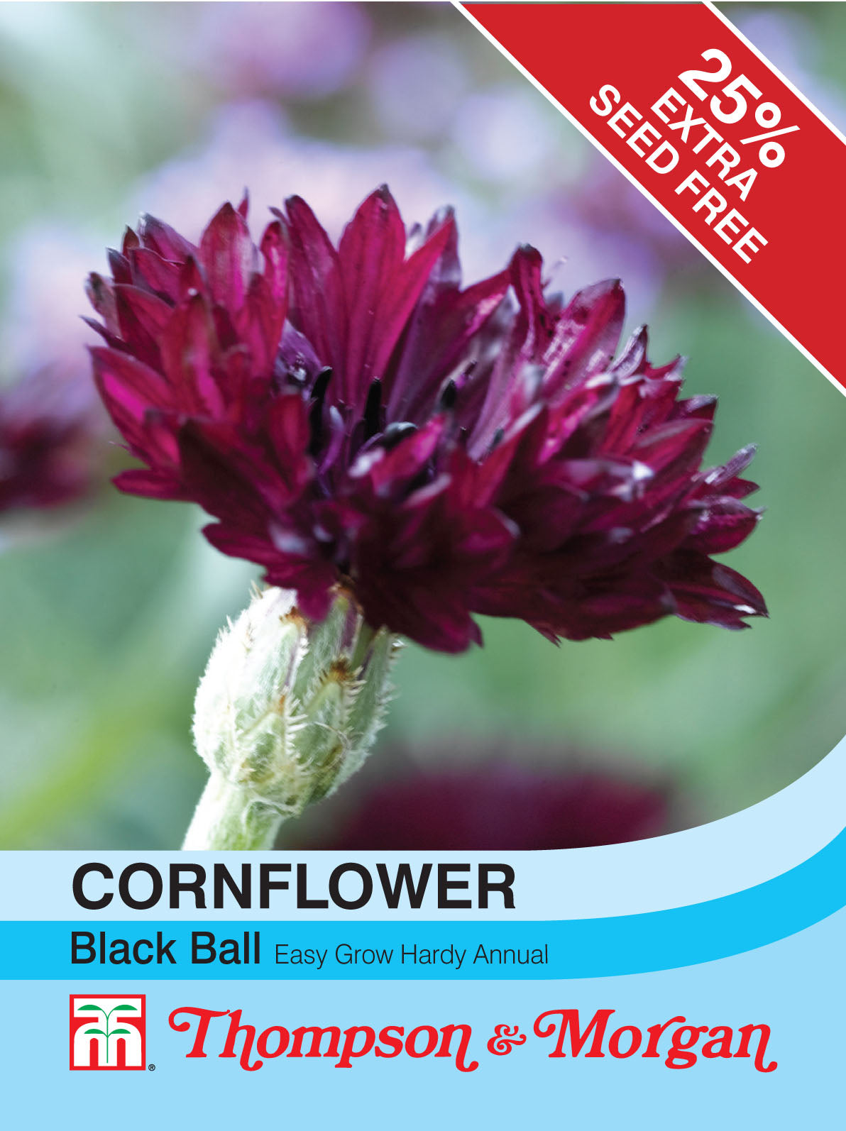 Cornflower Black Ball- Pack of seeds
