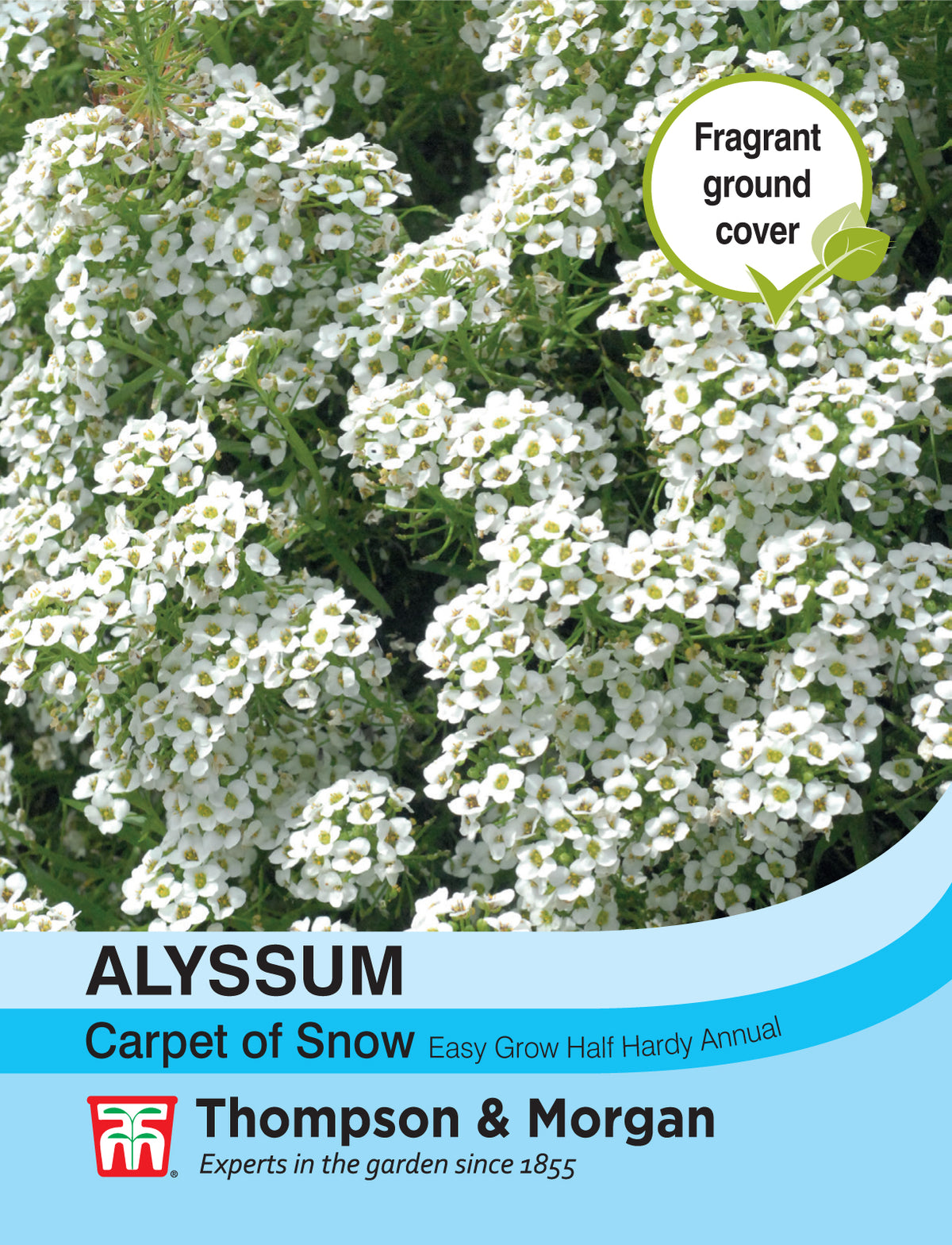 Alyssum Carpet of Snow - Pack of seeds