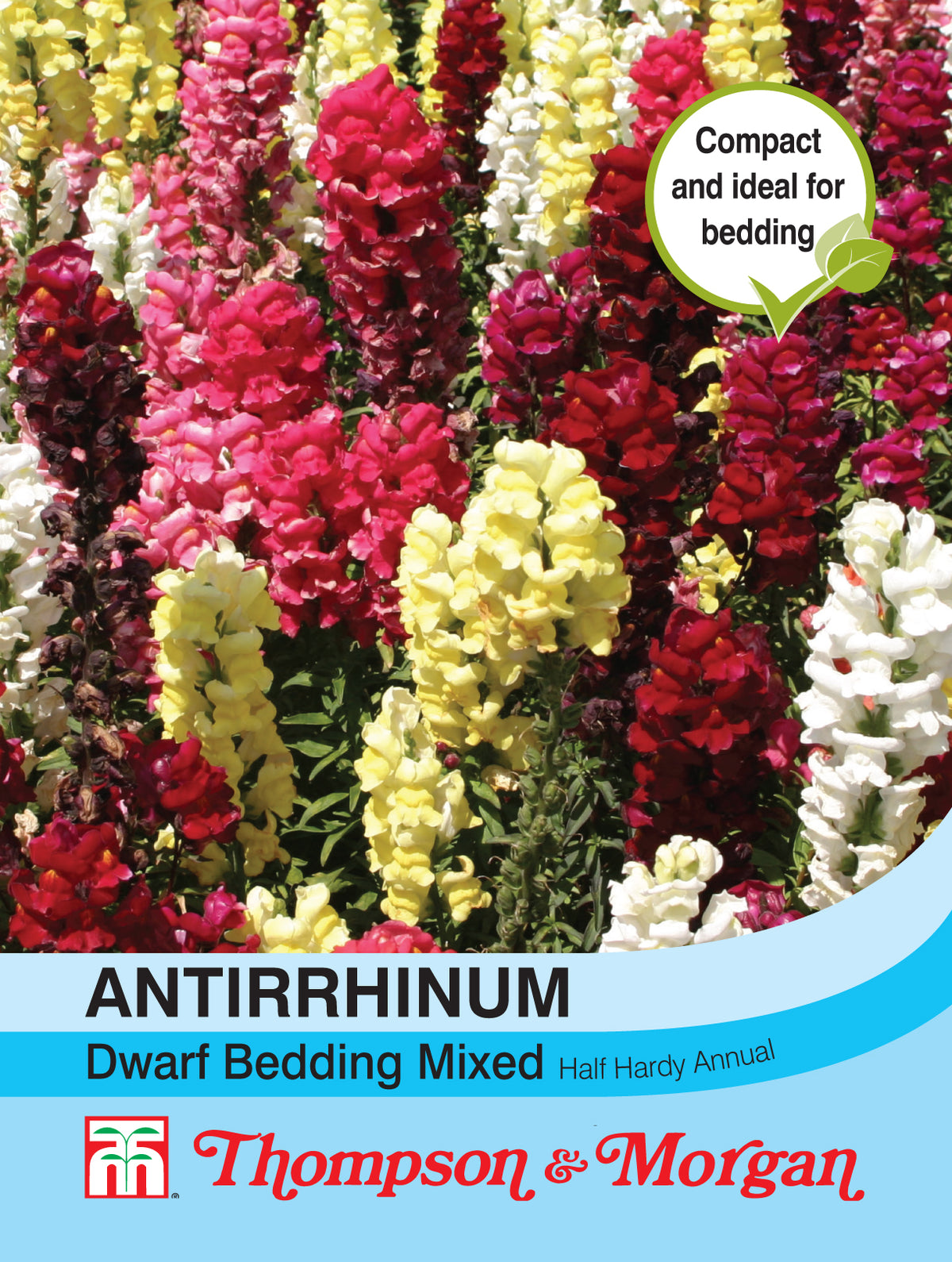 Antirrhinum Dwarf Bedding Mixed - Pack of seeds