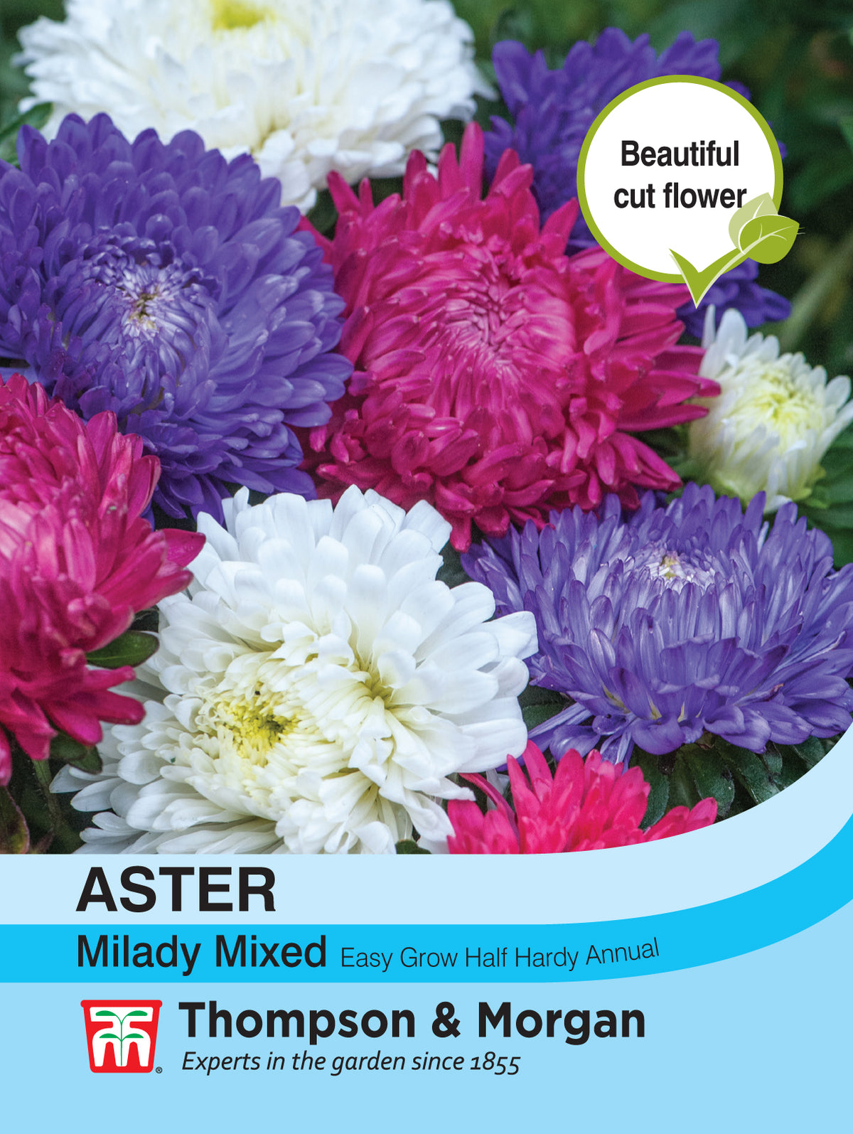 Aster Milady Mixed - Pack of seeds