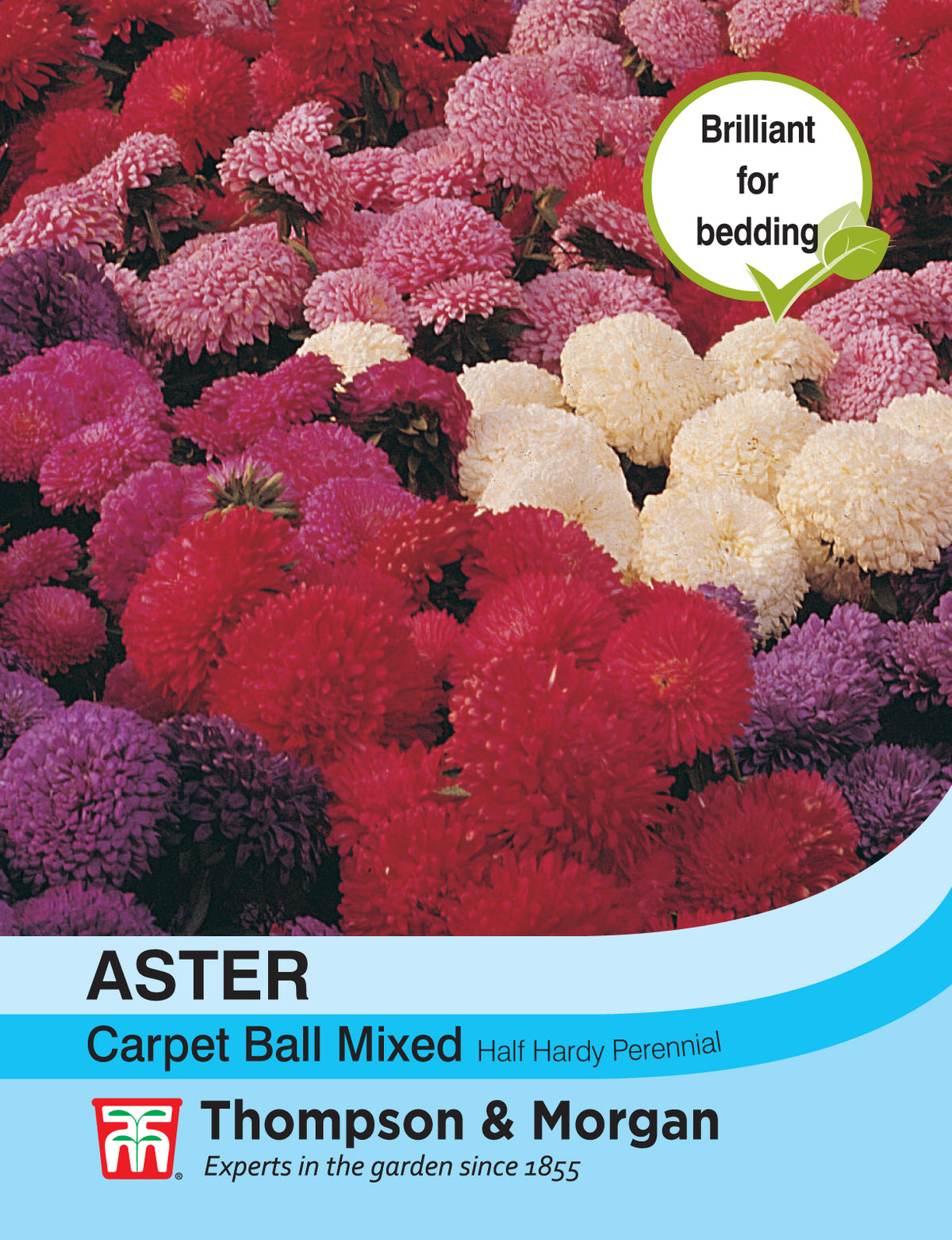 Aster Carpet Ball Mixed - Pack of seeds