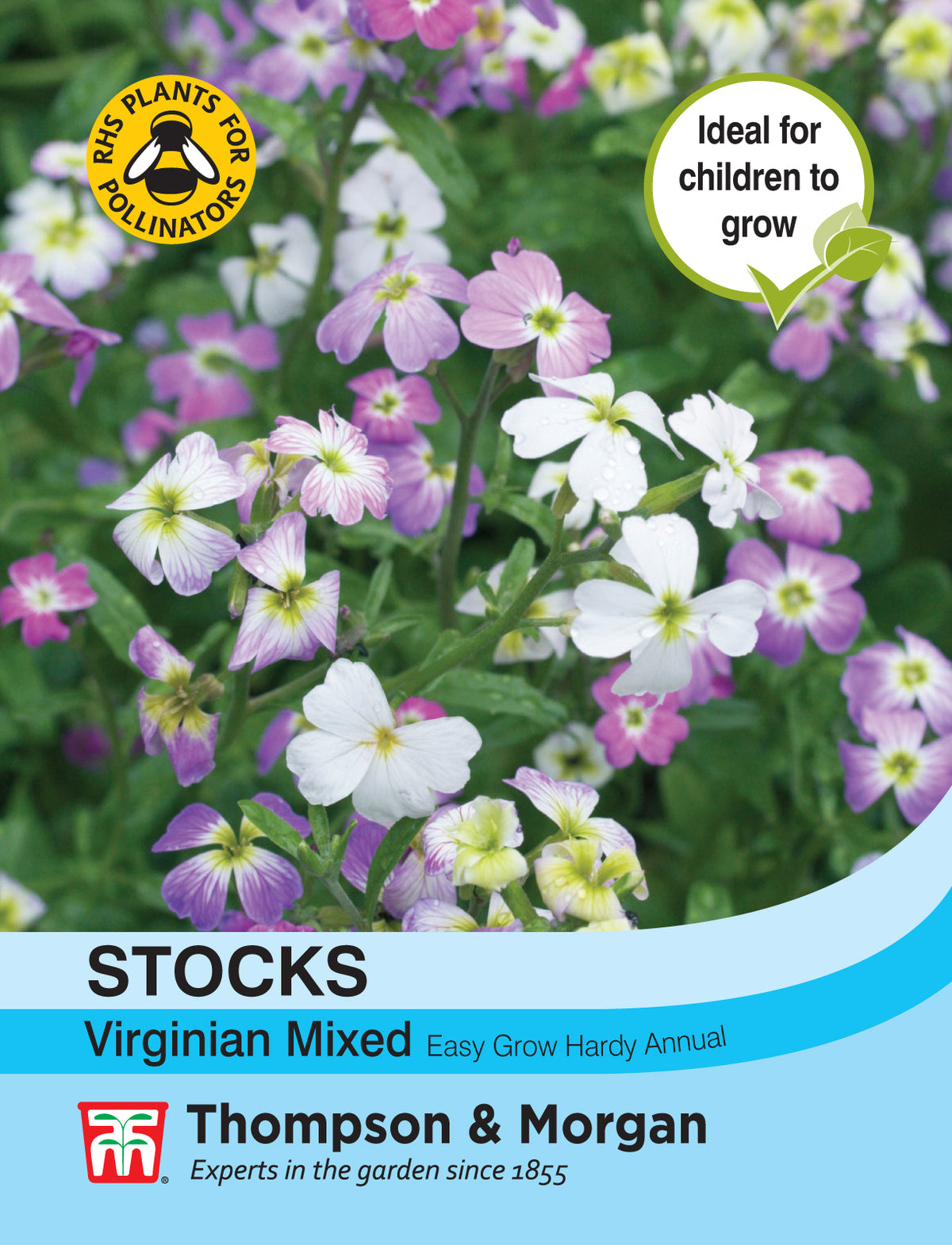 Stocks Virginia Mixed - Pack of seeds