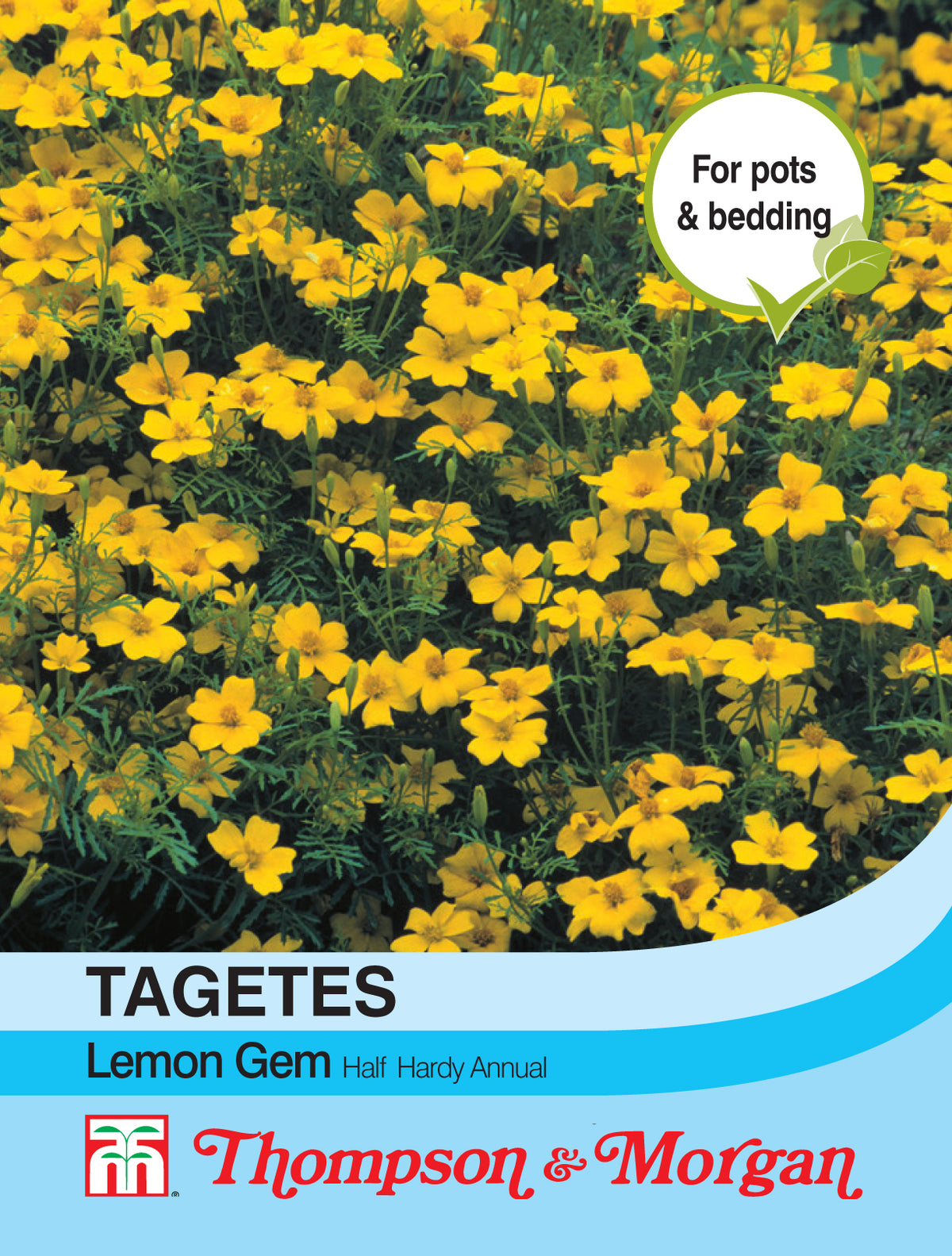 Tagetes Lemon Gem- Pack of seeds