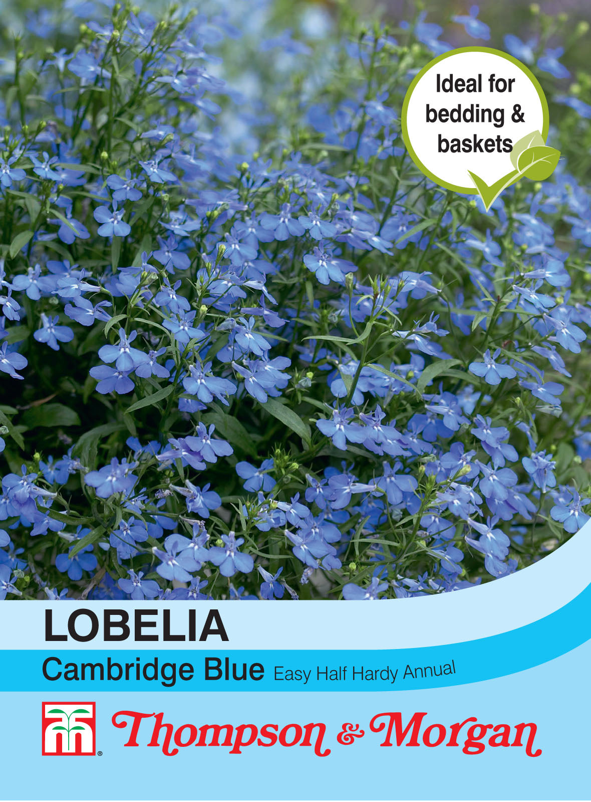 Lobelia Cambridge Blue- Pack of seeds