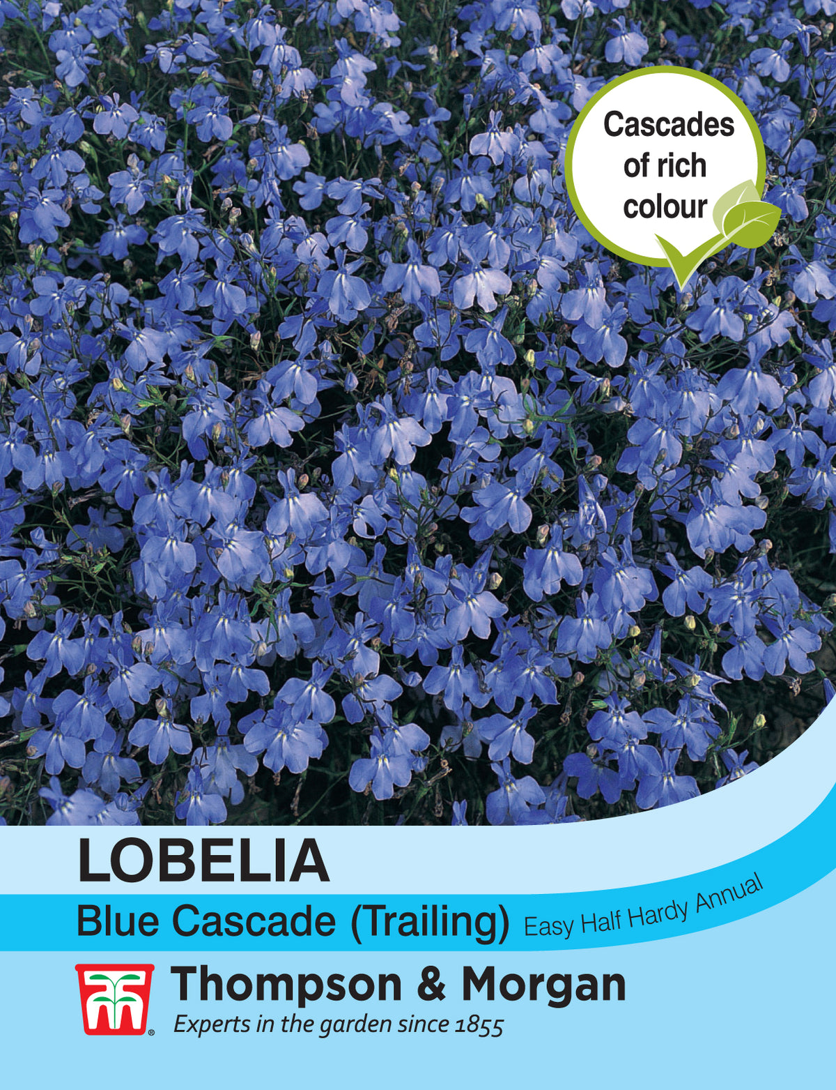 Lobelia (Trailing) Blue Cascade- Pack of seeds