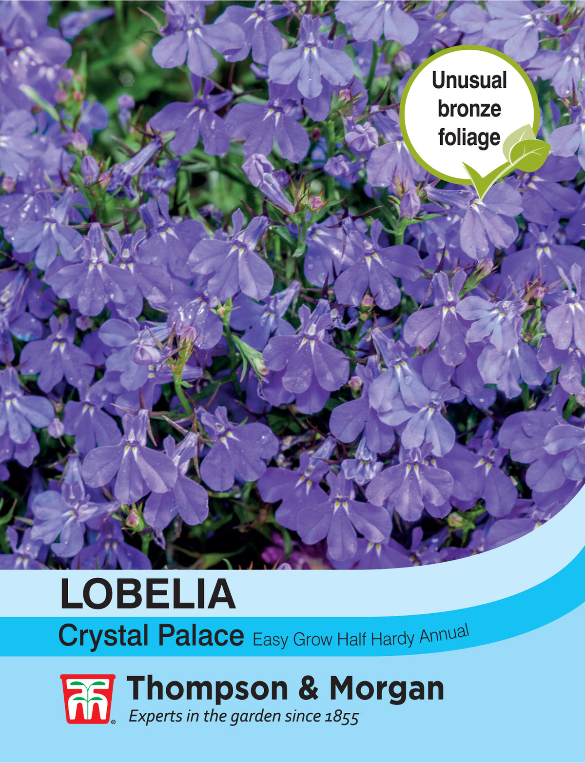 Lobelia Crystal Palace- Pack of seeds