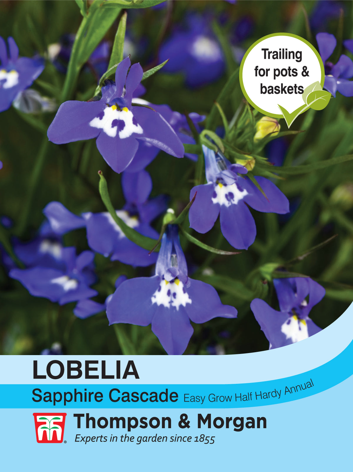 Lobelia (Trailing) Sapphire Cascade- Pack of seeds