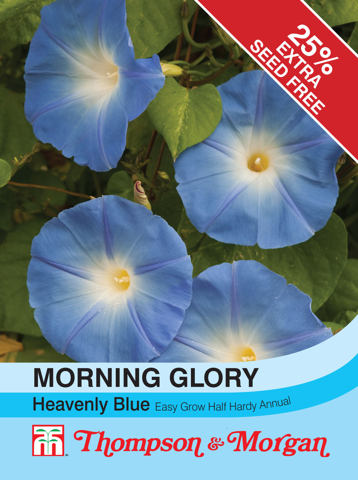 Morning Glory Heavenly Blue (Ipomoea)- Pack of seeds