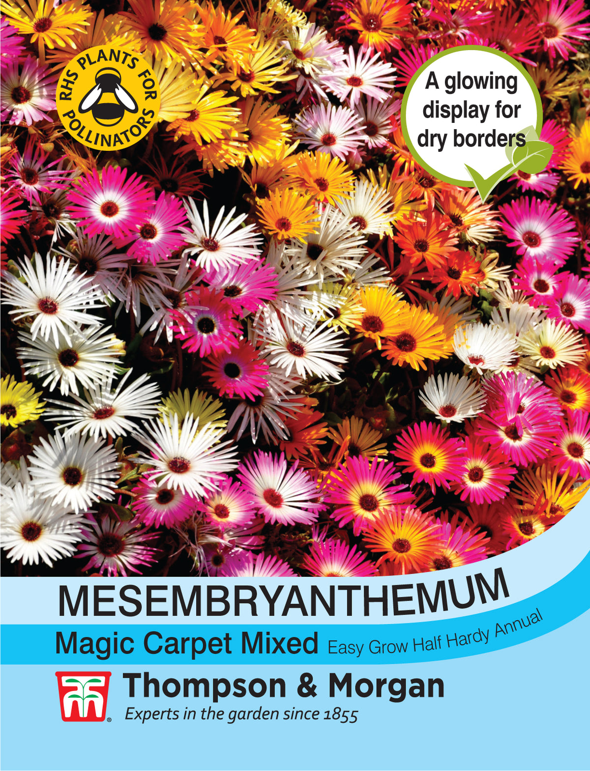 Mesembryanthemum Magic Carpet Mixed- Pack of seeds