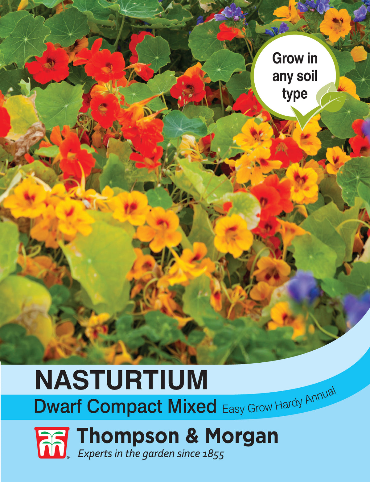 Nasturtium Dwarf Compact Mixed- Pack of seeds