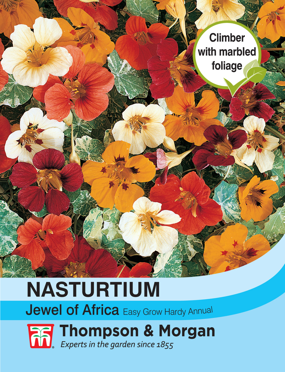 Nasturtium Jewel of Africa- Pack of seeds