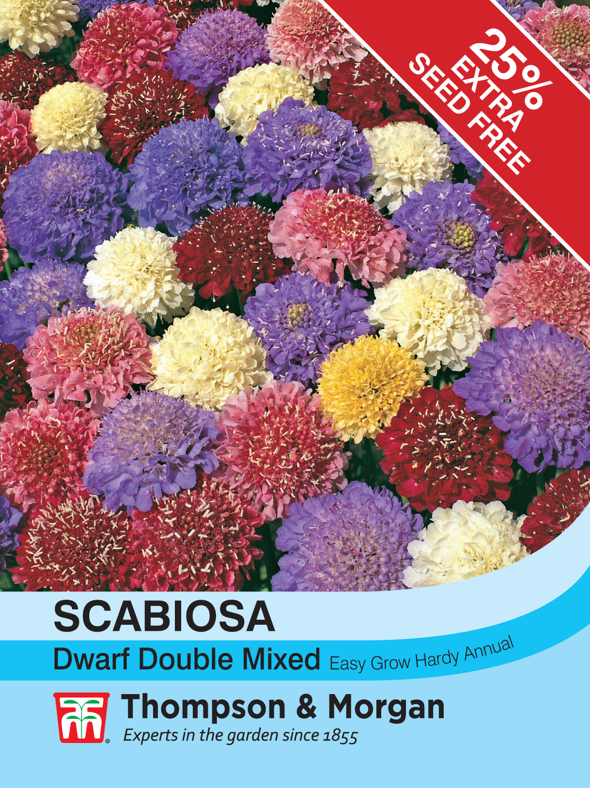 Scabiosa Dwarf Double Mixed- Pack of seeds