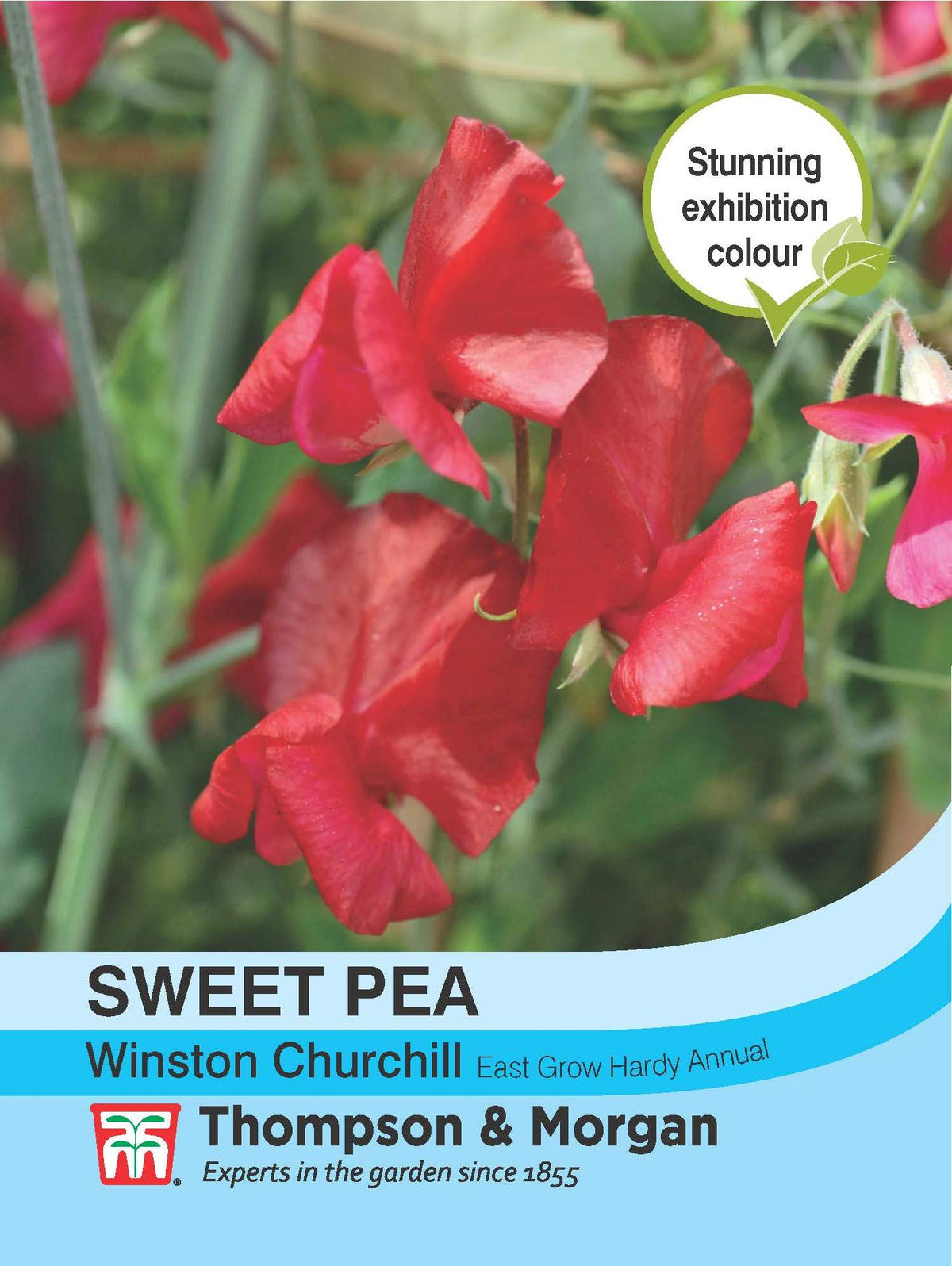 Sweet Pea Winston Churchill- Pack of seeds