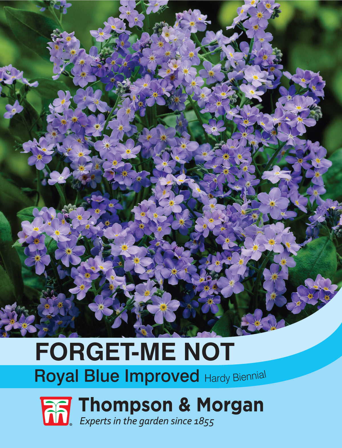 Forget-me-not Royal Blue Improved- Pack of seeds