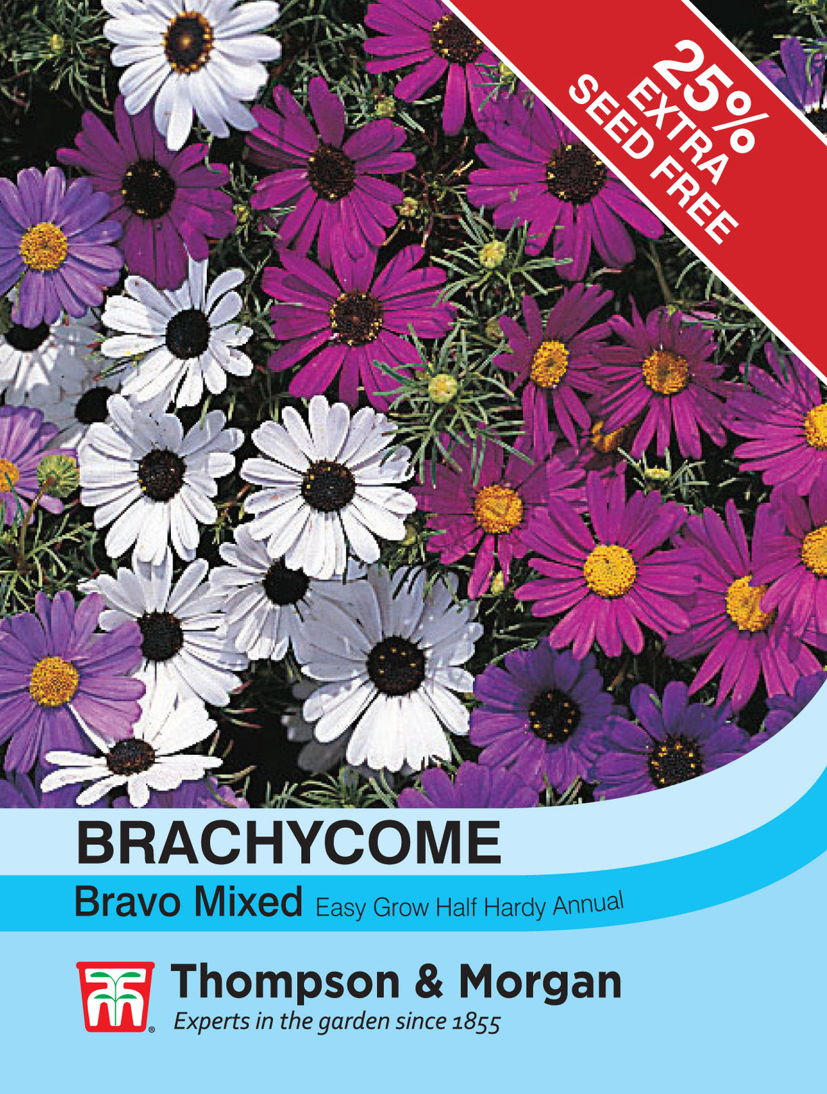 Brachycome Bravo - Pack of seeds