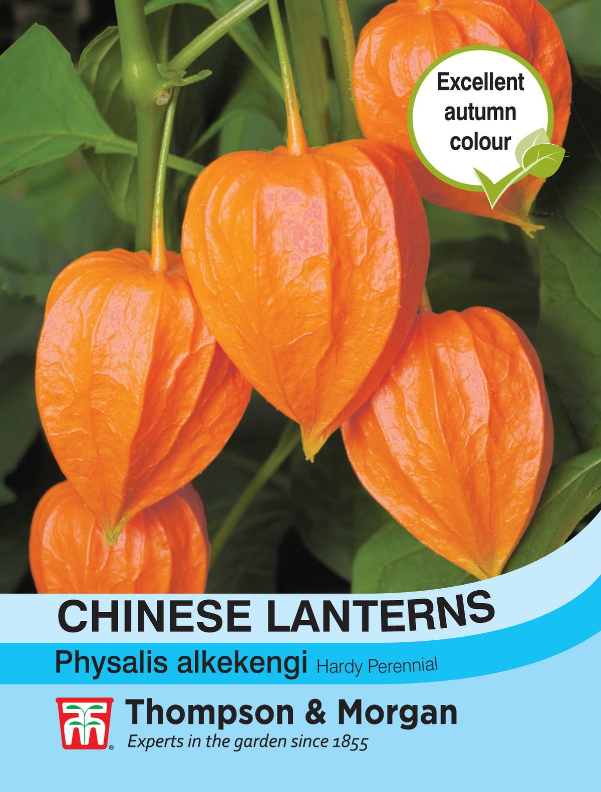 Chinese Lanterns (Physalis gigantea)- Pack of seeds