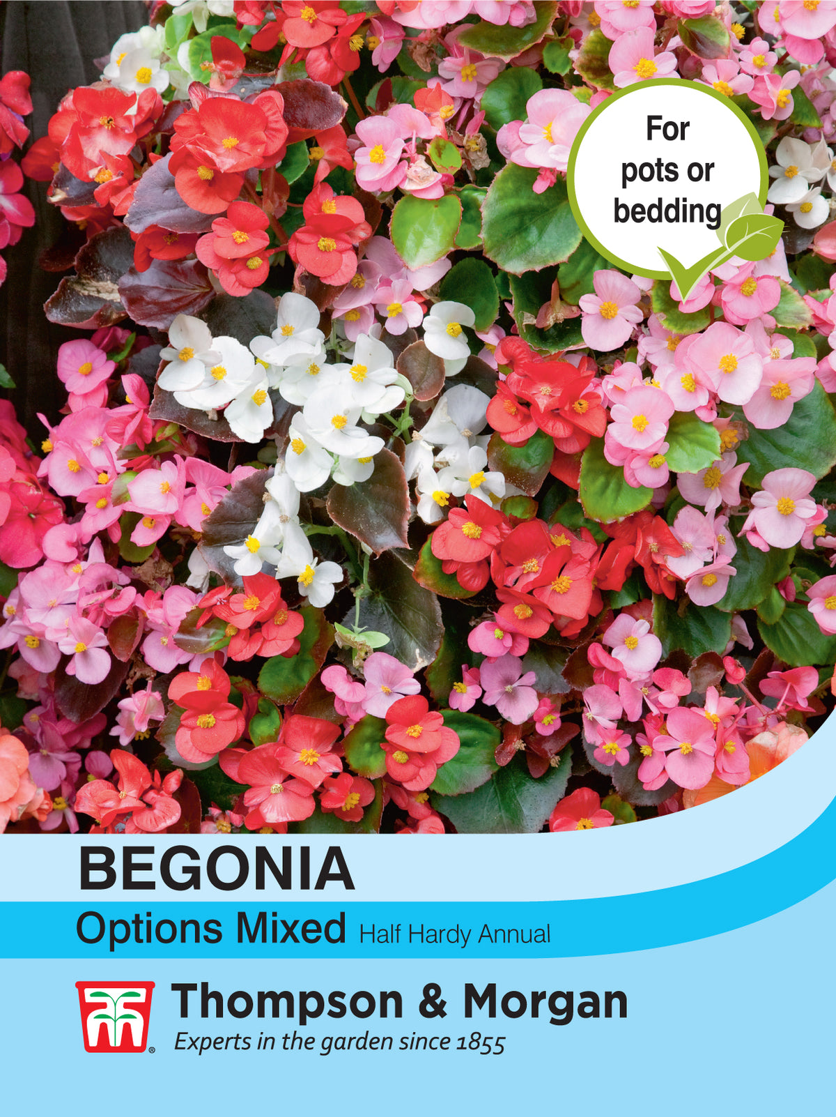Begonia Semperflorens Options Mixed - Pack of seeds