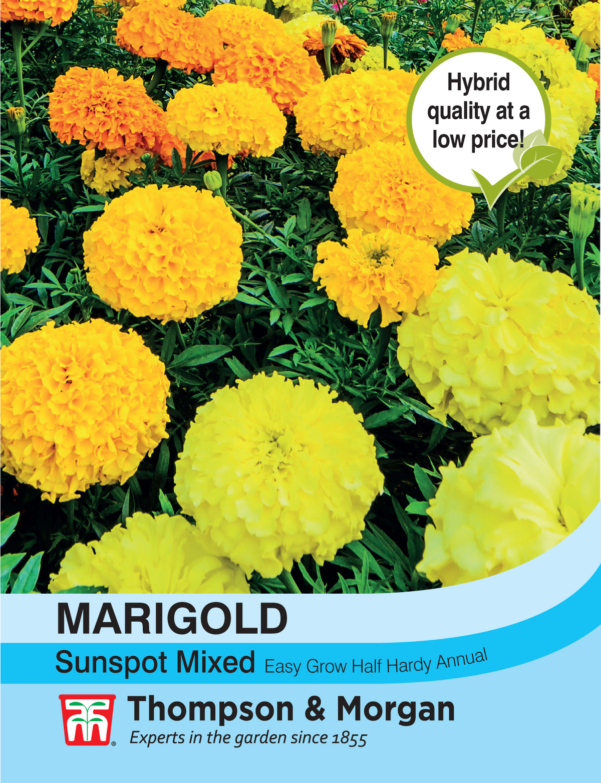 Marigold Sunspot Mixed- Pack of seeds