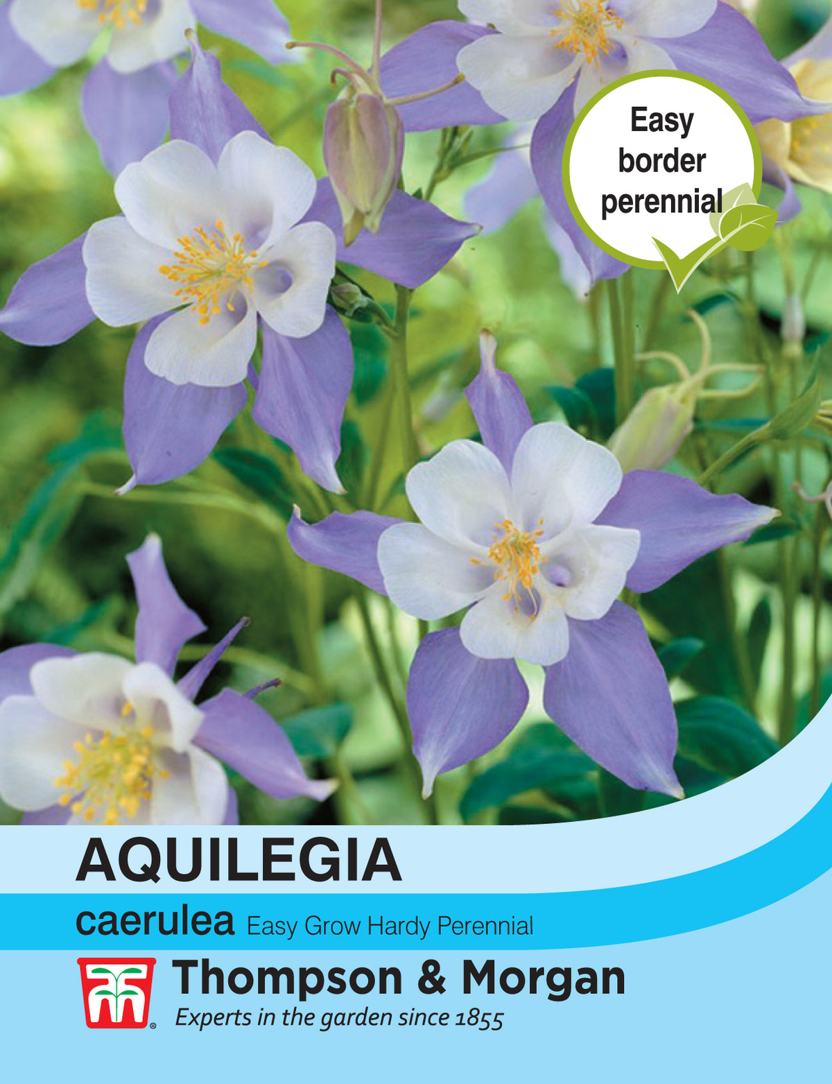 Aquilegia Caerulea - Pack of seeds