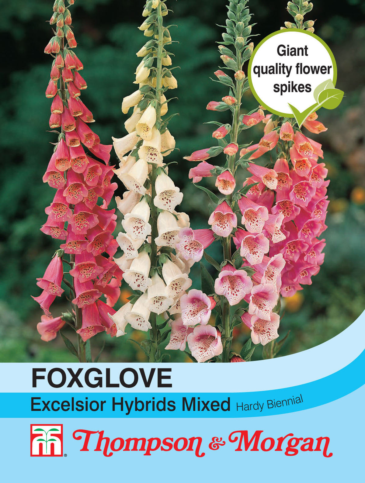 Foxglove Excelsior Hybrids Mixed- Pack of seeds