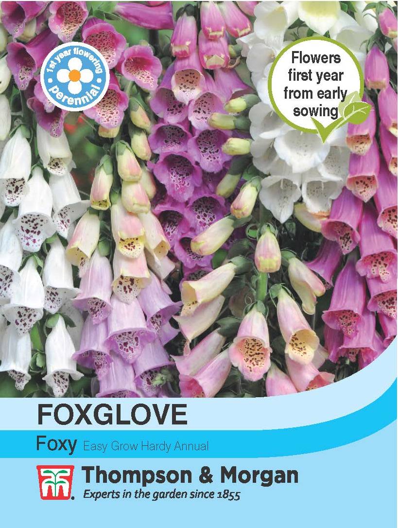 Foxglove Foxy- Pack of seeds