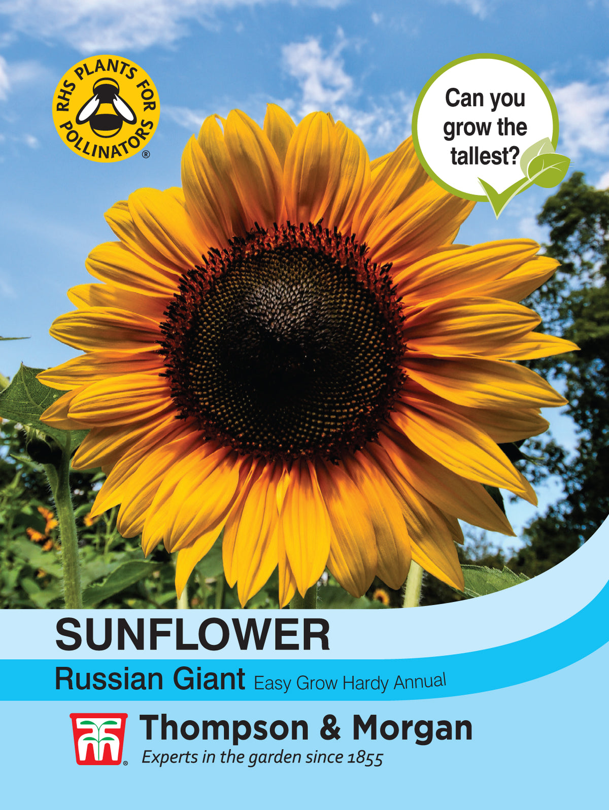 Sunflower Russian Giant - Pack of seeds