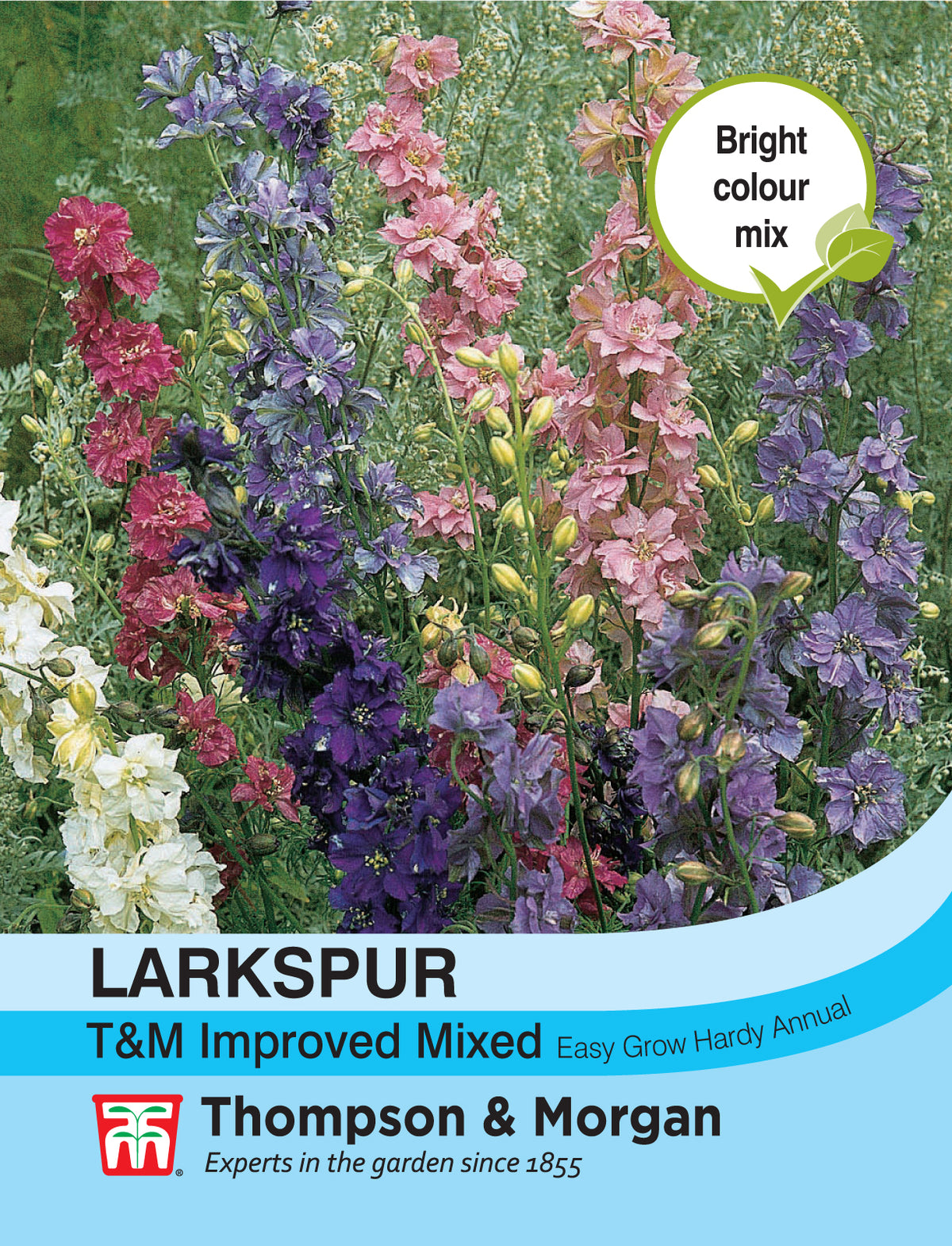 Larkspur T&M Improved Mixed- Pack of seeds