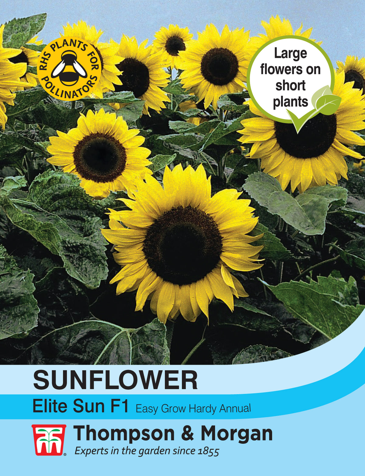 Sunflower Elite Sun F1 Hybrid - Pack of seeds