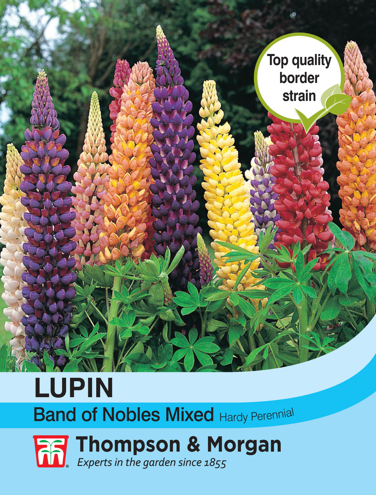 Lupin Band of Nobles Mixed- Pack of seeds