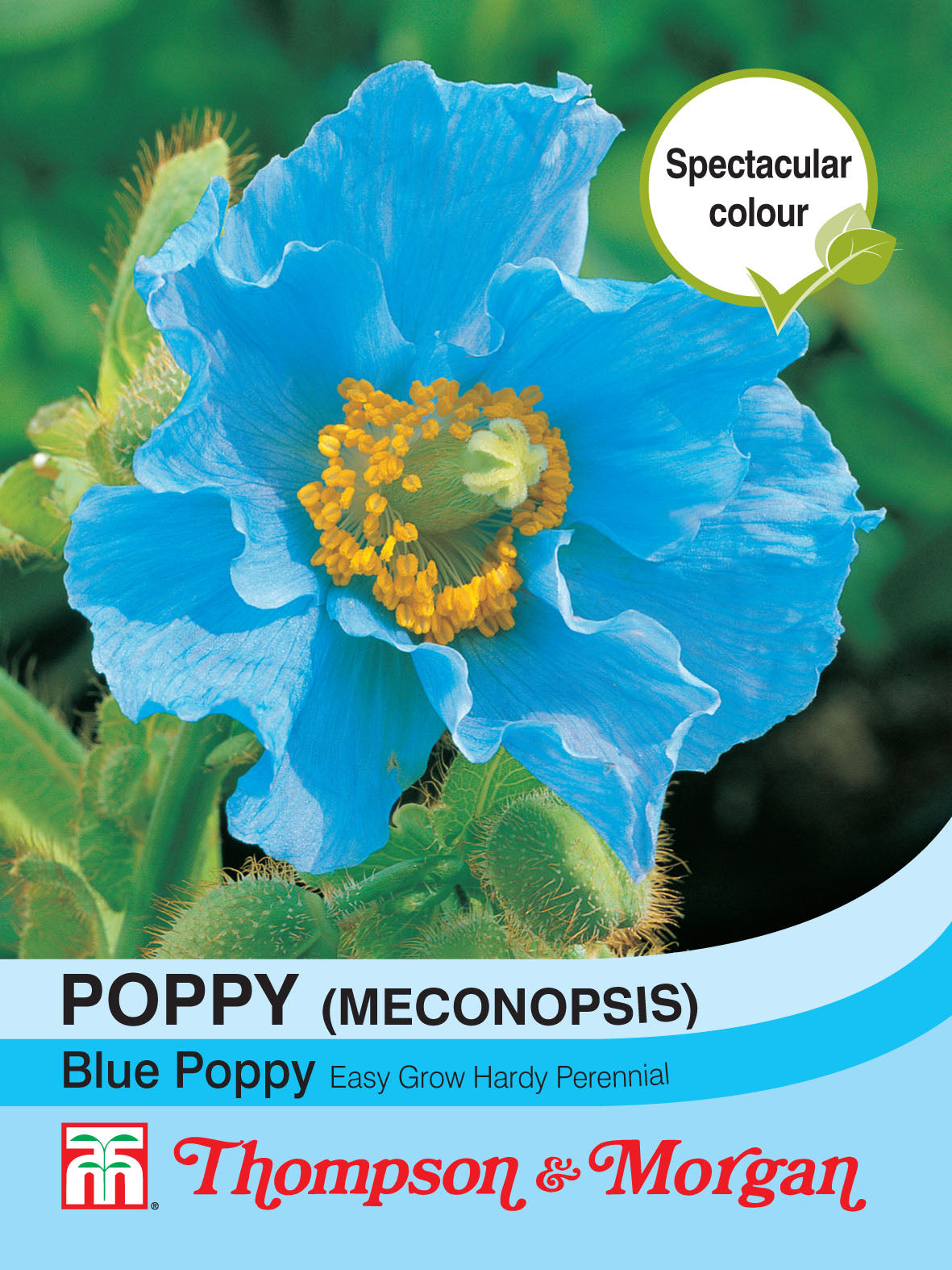 Poppy Blue (Meconopsis)- Pack of seeds