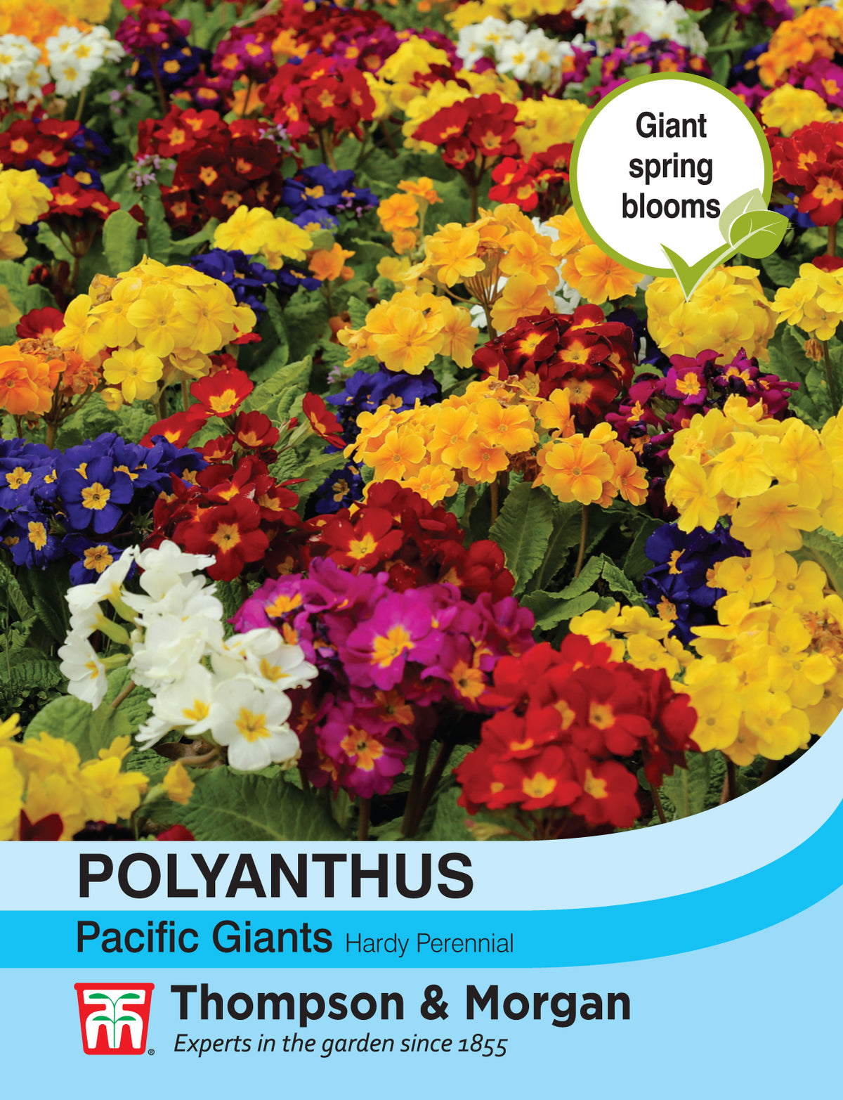 Polyanthus Pacific Giants Mixed- Pack of seeds