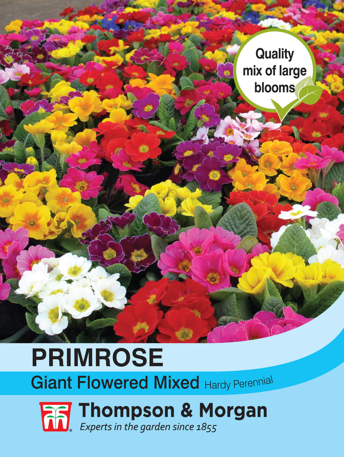 Primrose T&M Special Giant Flowered Mixed- Pack of seeds