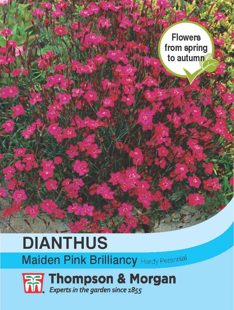 Dianthus Maiden Pink Brilliancy- Pack of seeds