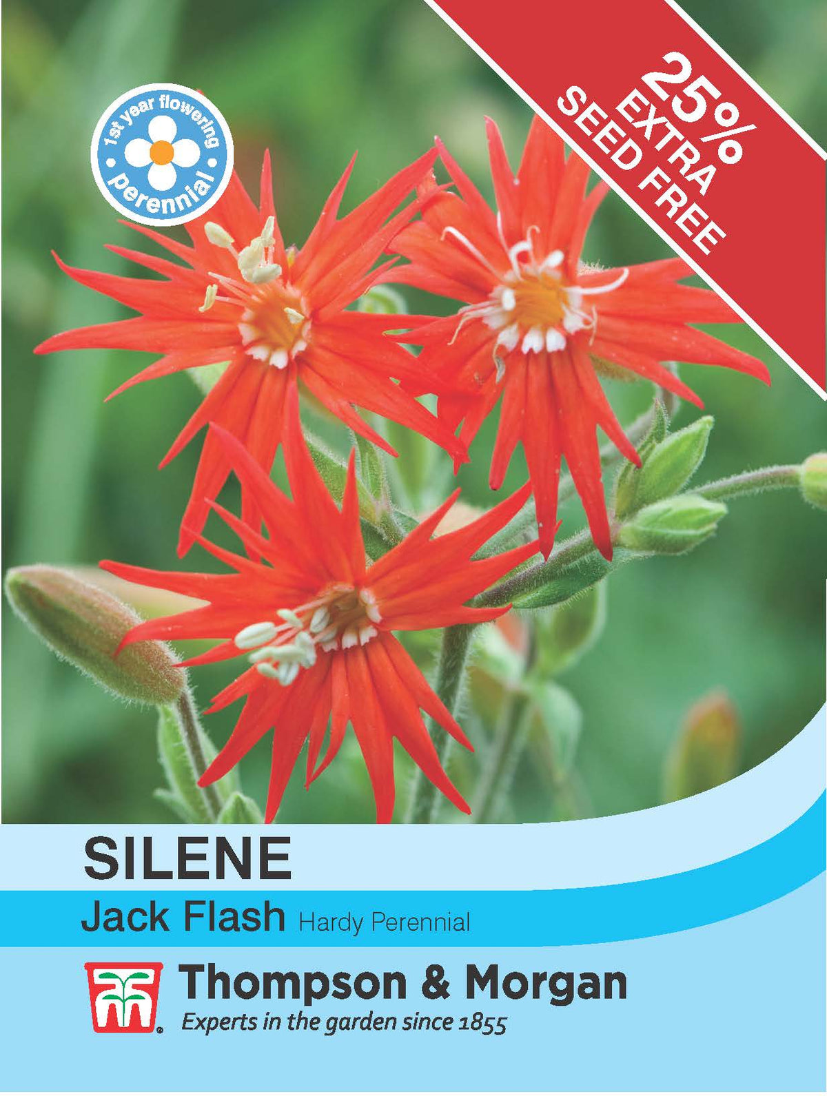 Silene Jack Flash- Pack of seeds