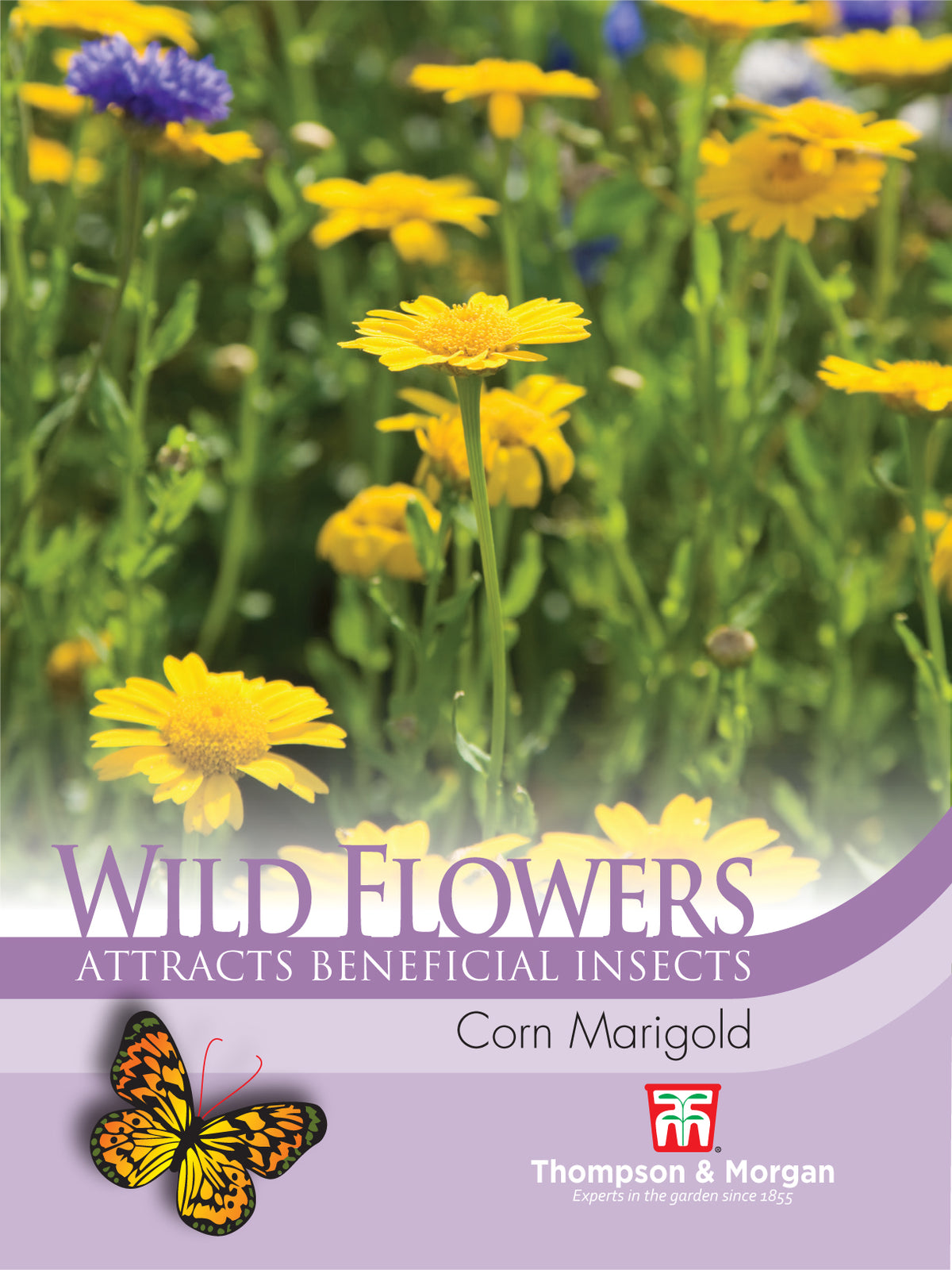 Wild Flower Corn Marigold- Pack of seeds
