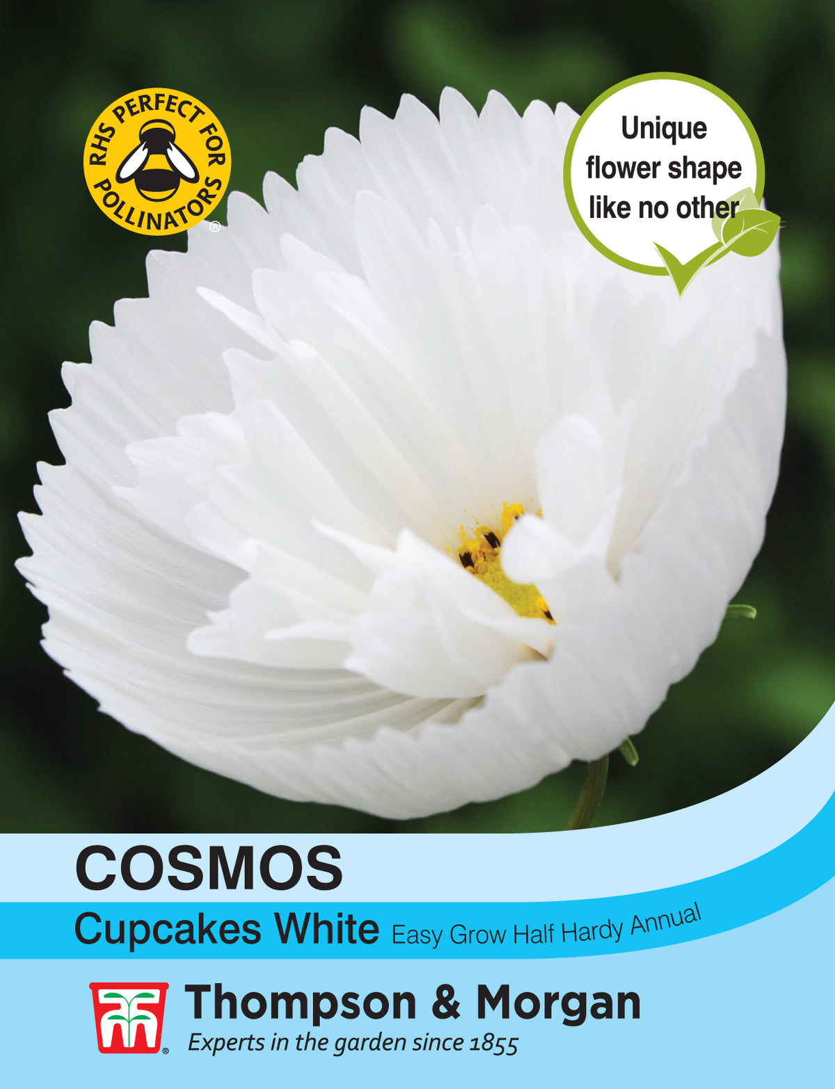 Cosmos Cupcakes - White- Pack of seeds